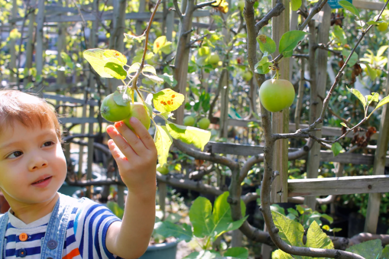 Child touching an apple in a sensory garden