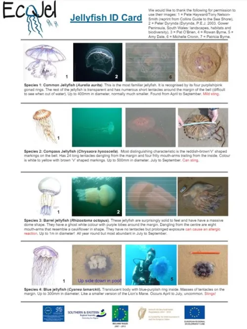 Jellyfish ID card showing images and descriptions of four species: Common, Compass, Barrel, and Blue jellyfish, with details on size, season, and sting risk.