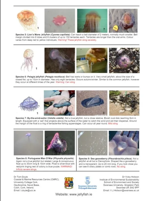 Informational poster showing images and descriptions of jellyfish and similar marine species, including Lion’s Mane, Pelagia, Portuguese Man O’War, and others, with sting warnings.